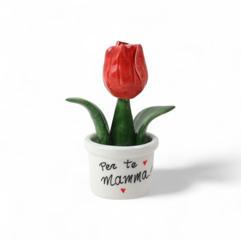 Piantina Tulipano